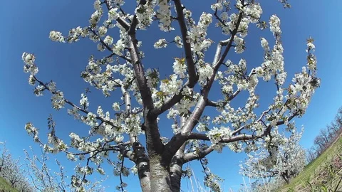 Cherry blossom tree Video stock 75767772