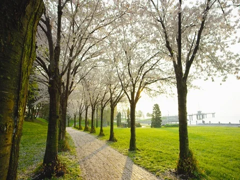 Cherry Blossom Tree Stock Footage 78226041