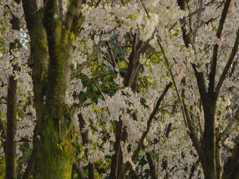 Cherry Blossom Tree Video stock 78226740