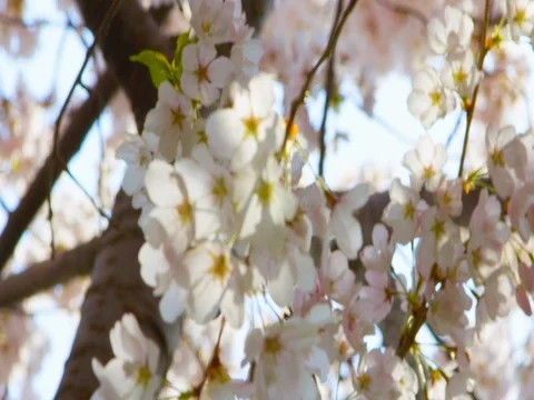 Cherry Blossom Tree Stock Footage 78228237