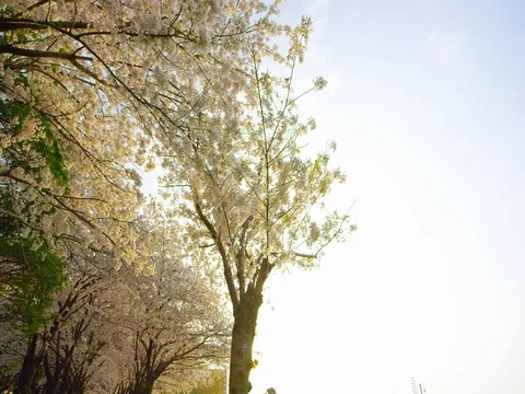 Cherry Blossom Tree Stock Footage 78228783