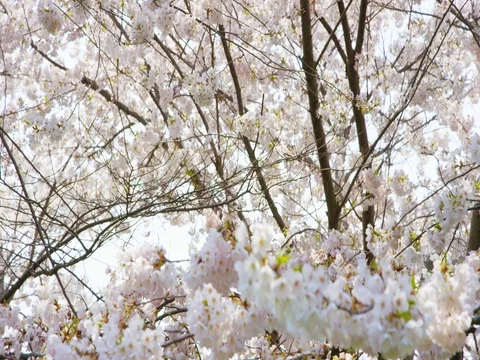 Cherry Blossom Tree Stock Footage 78229465