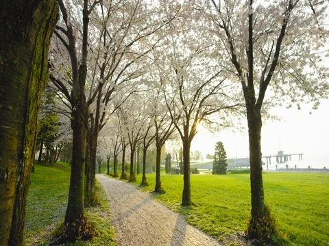 Cherry Blossom Tree Video stock 78229648