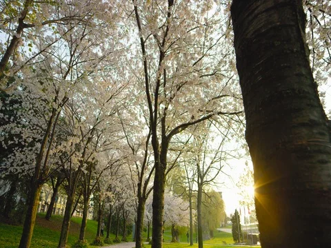 Cherry Blossom Tree Stock Footage 78234611