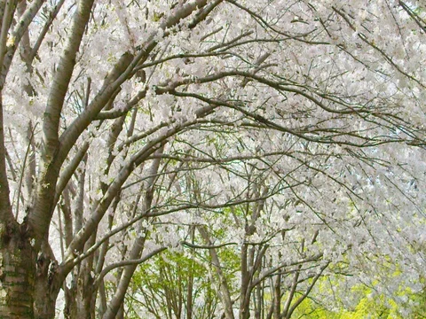 Cherry Blossom Tree Stock Footage 78235057