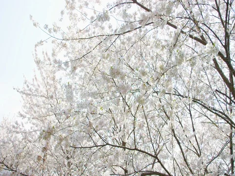 Cherry Blossom Tree Stock Footage 78235784