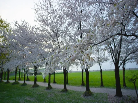 Cherry Blossom Tree Stock Footage 78236333