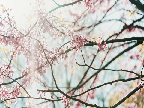 Cherry Blossom Tree Stock Footage 78883958