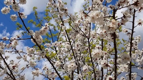 Cherry blossom tree Stock Footage 88712241