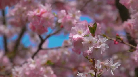 Cherry blossom tree Stock Footage 89083769