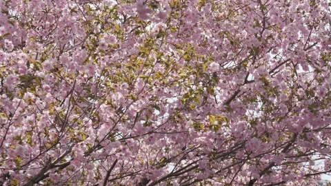 Cherry blossom tree Stock Footage 100884411
