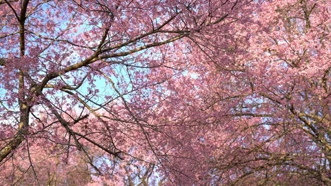 Cherry blossom tree Stock Footage 100892020
