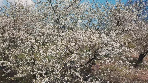 Cherry blossom tree Stock Footage 106671012