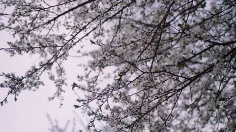 Cherry Blossom Tree 動画素材 169586375