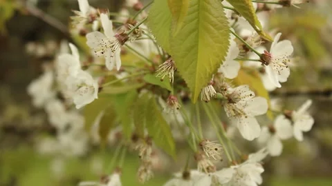 Cherry Blossom Tree Stock Footage 240657827