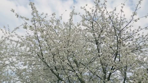 Cherry blossom tree Stock Footage 241398570