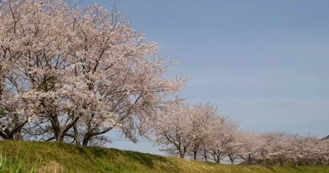 Cherry blossom tree Stock Footage 260581031