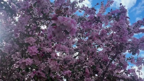 Cherry Blossom Tree Stock Footage 334668873