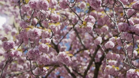 Cherry blossom tree in front of a building in Bonn, Germany Stock Footage 155479613