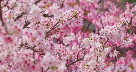 Cherry blossom tree in full bloom Stock Footage 239395181