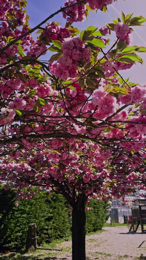 Cherry Blossom Tree in Full Bloom at Park Stock Footage 275735293