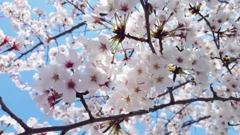  Cherry Blossom Tree in Full Bloom Stock Footage 294411516