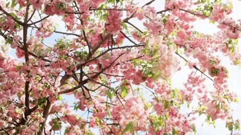 Cherry Blossom Tree in Full Bloom Stock Footage 294411618