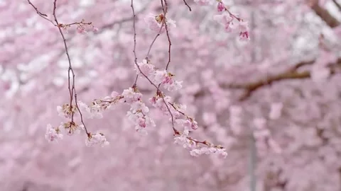  Cherry Blossom Tree in Full Bloom Stock Footage 294411752
