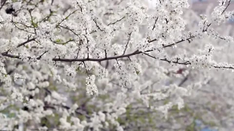  Cherry Blossom Tree in Full Bloom Stock Footage 294412710