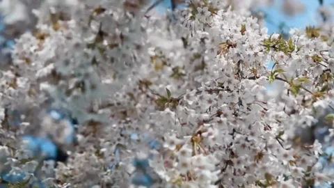  Cherry Blossom Tree in Full Bloom Stock Footage 294412943