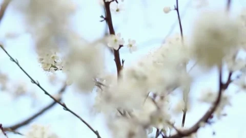  Cherry Blossom Tree in Full Bloom Stock Footage 294412973