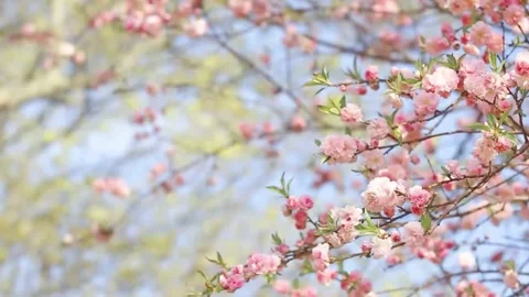  Cherry Blossom Tree in Full Bloom Stock Footage 294413558