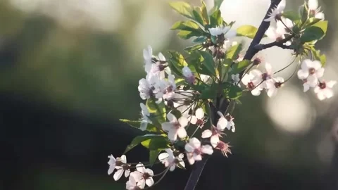  Cherry Blossom Tree in Full Bloom Stock Footage 294413577
