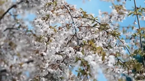  Cherry Blossom Tree in Full Bloom Stock Footage 294413585