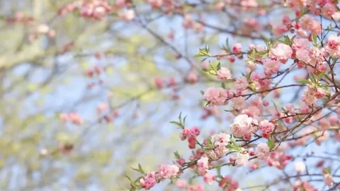  Cherry Blossom Tree in Full Bloom Stock Footage 294413732