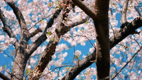 Cherry Blossom Tree in Full Bloom Under Blue Sky Stock Footage 308114379