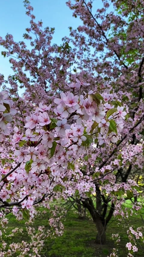 Cherry blossom tree in full bloom in a spring park, with delicate pink flower Video stock 310404506