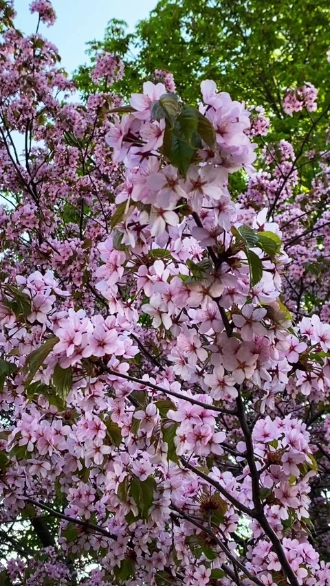Cherry blossom tree in full bloom in a spring park, with delicate pink flower Video stock 310404512