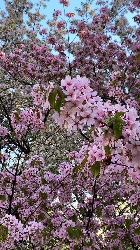 Cherry blossom tree in full bloom in a spring park, with delicate pink flower Video stock 310404518