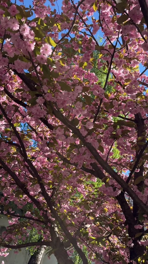 Cherry blossom tree in full bloom with vibrant pink flowers Stock Footage 310672465