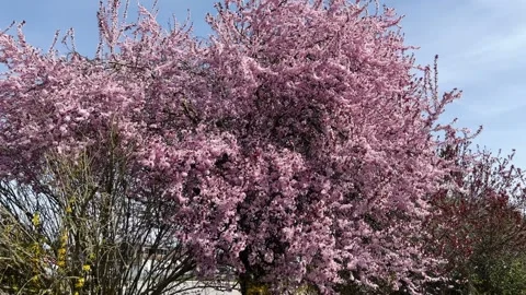 Cherry Blossom Tree in Full Bloom Bavaria Spring Stock Footage 327323056