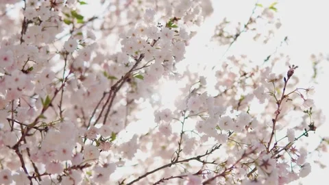 Cherry Blossom Tree in Full Bloom Against Luminous Backlit Spring Sunlight Stock Footage 341868636
