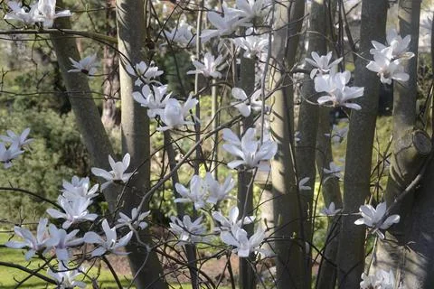 A cherry blossom tree with full bloom magic Stock Photos
