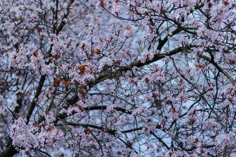 Cherry blossom tree in full bloom under a clear blue sky in spring Stock Photos