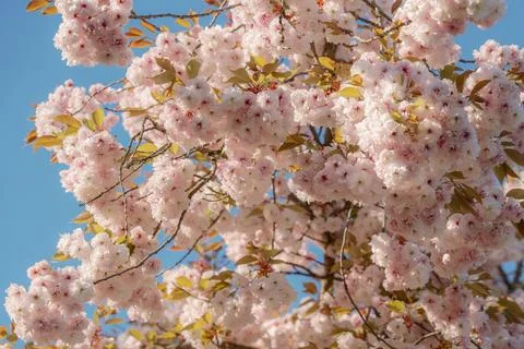 Cherry Blossom Tree in Full Bloom against Blue Sky Foto stock