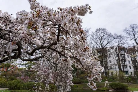 Cherry Blossom Tree in Full Bloom in Urban Park During Spring Season Foto stock