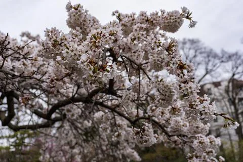 Cherry Blossom Tree in Full Bloom During Spring Stock Photos