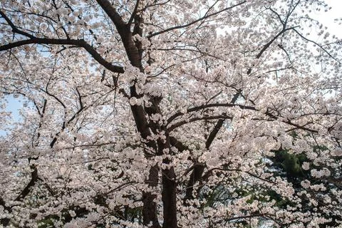 Cherry Blossom Tree in Full Bloom Stock Photos