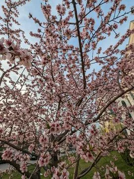 Cherry blossom tree in full bloom against a clear blue sky Stock Photos
