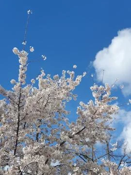 Cherry Blossom Tree in Full Bloom Against a Bright Blue Spring Sky With Whi.. Stock Photos